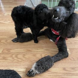 Poodle Puppies from Abbott Standard Poodles