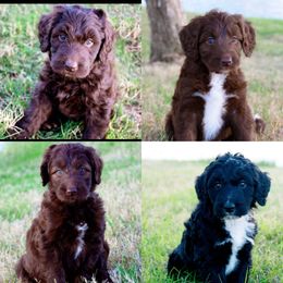 Goldendoodle Puppies from Jessie’s Doodles