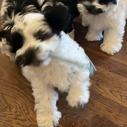 Choco - Black and white female Havanese puppy in Kansas City Mo, Missouri from My Heavenly Havanese Puppies