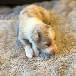 Jefferson - White and red merle male Border Collie puppy in Lakeport, California from Akins Aussies/Wild Rose Ranch