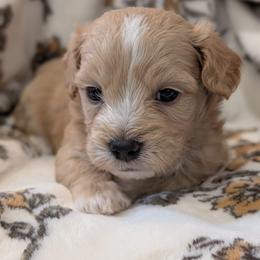 Cowboy - Cream male Maltipoo puppy in Boston, Kentucky from MountCarmelPuppies