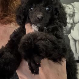 Monica - Black female Poodle puppy in Birmingham, Alabama from Stormborn
