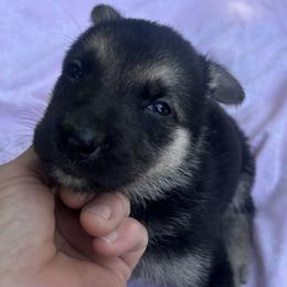 Mocha - Black and tan female German Shepherd puppy in Perkasie, Pennsylvania from Twila Ruth Herot
