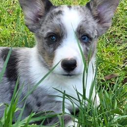 Devon - Blue merle and white male Cardigan Welsh Corgi puppy in Larsen, Wisconsin from Pondside Kennels