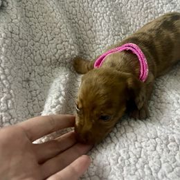 Willow - Dapple female Dachshund puppy in Senoia, Georgia from Honey Creek Doxies
