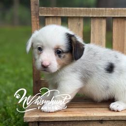 MisMark Merle 1700 - Blue merle and white female American Corgi puppy in Nashville, Arkansas from Whisenhunt Farms
