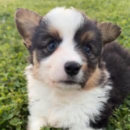 Jenna - Black and tan female Pembroke Welsh Corgi puppy in Beggs, Oklahoma from Blue Diamond Corgi’s