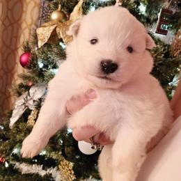 Yellow - White female Samoyed puppy in San Antonio, Texas from Hill Country Samoyeds