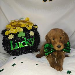 Lucas - Red  male Goldendoodle puppy in Georgetown, Tennessee from Georgetown Designer & Purebred Puppies