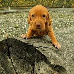 Too young - Golden rust female Vizsla puppy in Palmer, Alaska from Parker Ranch