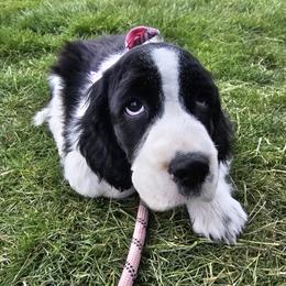 Pink Girl (Dulce) - Black and white female English Springer Spaniel puppy in Spanish Fork, Utah from Orchard Hill English Springer Spaniels