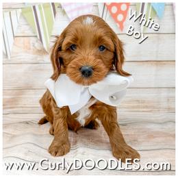 White Boy - Red  male Goldendoodle puppy in Taneytown, Maryland from Curlydoodles