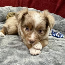 Glimmer - Red merle female Miniature American Shepherd puppy in Rindge, New Hampshire from Lil' Bit Aussie
