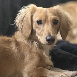 Petie - Dachshund
