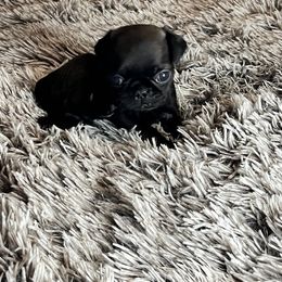 “Rhett” Orange Collar Boy - Pug puppy from Bear Mountain Farms