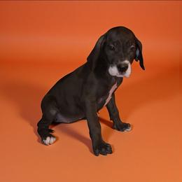 Eileen - Mantle female Great Dane puppy in Walker, Louisiana from La Rebel Danes