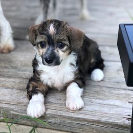 Apple - Black white and tan female Chinese Crested puppy in Rockwall (Dallas Area), Texas from Ridgelake Ranch Chinese Cresteds