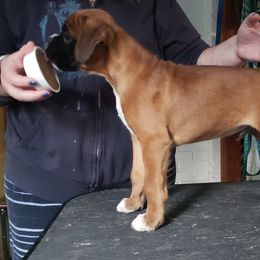 Boxer Puppies from Newcastle Boxers