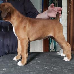 Boxer Puppies from Newcastle Boxers
