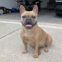 Novi - French Bulldog
