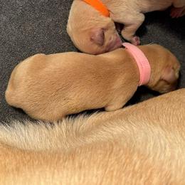 Rose - Yellow female Labrador Retriever puppy in Rock Hill, South Carolina from North Star Retrievers