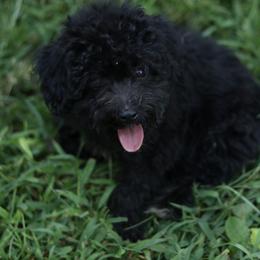 Tito - Black and white male Aussiedoodle puppy in Orleans, Indiana from Mae Blossom Puppies