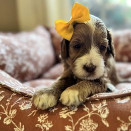 Ember - Red female Australian Labradoodle puppy in Summerfield, North Carolina from Four Oaks Labradoodles