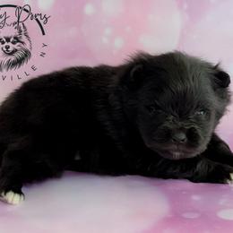 Shadow - Black male Pomeranian puppy in Fultonville, New York from Sandy Aussies & Pomeranians