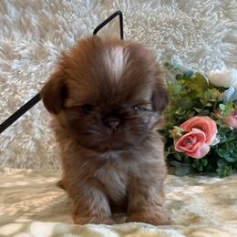 Finch - Red and tan male Shih Tzu puppy in Success, Missouri from Sweet Success