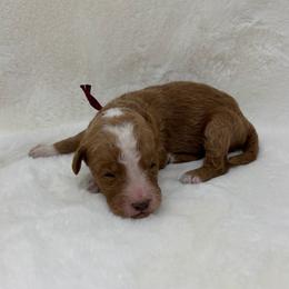 Mickey - Apricot male Goldendoodle puppy in Casselberry, Florida from My Little Doodle