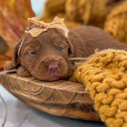 SALLY - Red  female Goldendoodle puppy in Iola, Texas from Supreme Doodles of Texas