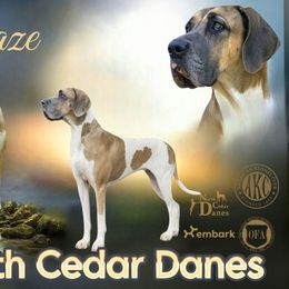 Maze - Great Dane