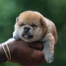 Boy 1 - Red male Shiba Inu puppy in Hephzibah, Georgia from Evenfalls Shiba Inu