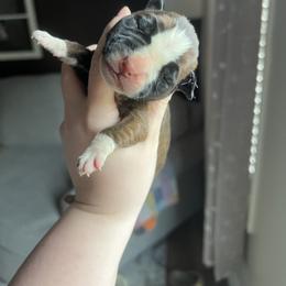 Boy 1 - Brindle male Boxer puppy in Henderson, Tennessee from Vom Broadvalley