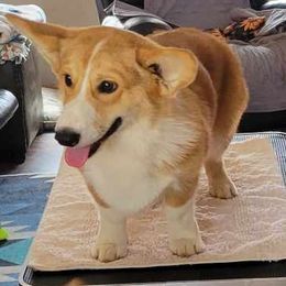 Basset Hound and Pembroke Welsh Corgi Puppies from 4 Sail Quarter Horses and Corgis