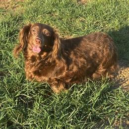 Myla - Dachshund