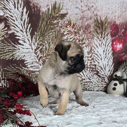 Blitzen - Fawn male Pug puppy in Atwood, Illinois from Peace Road Puppies