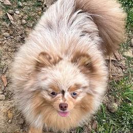 Charlotte - Pomeranian