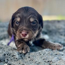 Missy (Mississippi) - Chocolate female Goldendoodle puppy in Twin Falls, Idaho from Magic Valley Family Doodles