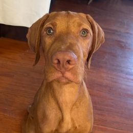Loki - Vizsla