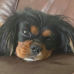 Cavalier King Charles Spaniels from Kristin’s cavaliers