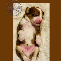 Honey Bun - Sable male Bernedoodle puppy in Belleville, Michigan from Moose Tracks Bernedoodles