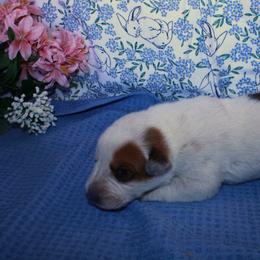 Rick - Red mottled male Australian Cattle Dog puppy in Casa Grande, Arizona from Sonoran Dogz