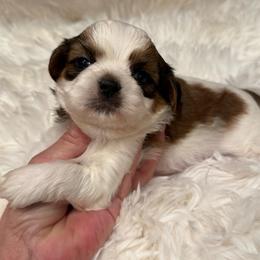 AKC - Beans Champion Bloodline - Gold and white male Shih Tzu puppy in Long Beach, California from Prieto Shih-Tzu's