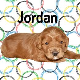 JORDAN - Red male Australian Labradoodle puppy in Austin, Texas from AussieTex Labradoodles