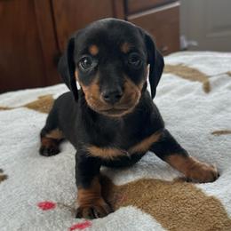 Girl 3 - Black and tan female Dachshund puppy in Waycross, Georgia from Southern Paws
