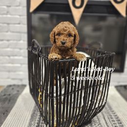 Red - Red male Labradoodle puppy in Payson, Utah from Utah County Labradoodles