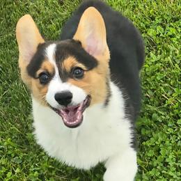 Suzi - Black and tan female American Corgi puppy in Walker, Iowa from Double K Corgis