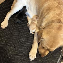 Yellow Puppy Reserved - Yellow female Labrador Retriever puppy in Hawarden, Iowa from Sioux River Retrievers