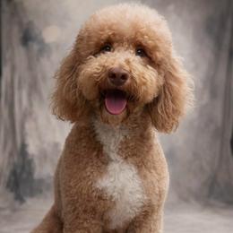 Louise - Goldendoodle